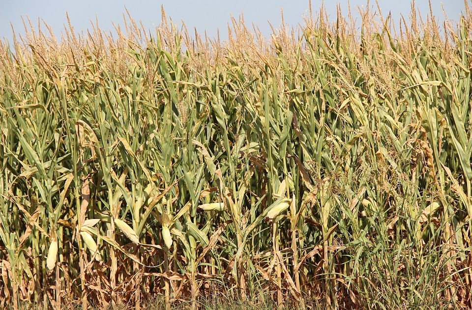 Kineska kompanija planira da investira u preradu kukuruza u Srbiji