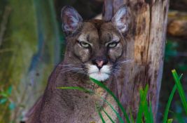 Puma primećena na severu Poljske, formiran tim za njeno hvatanje