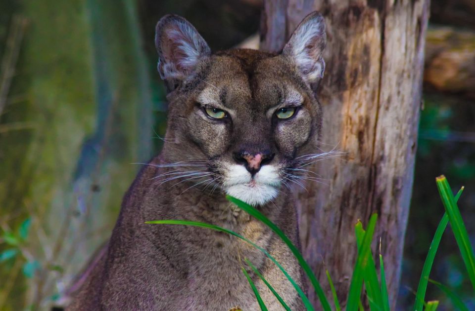 Puma primećena na severu Poljske, formiran tim za njeno hvatanje