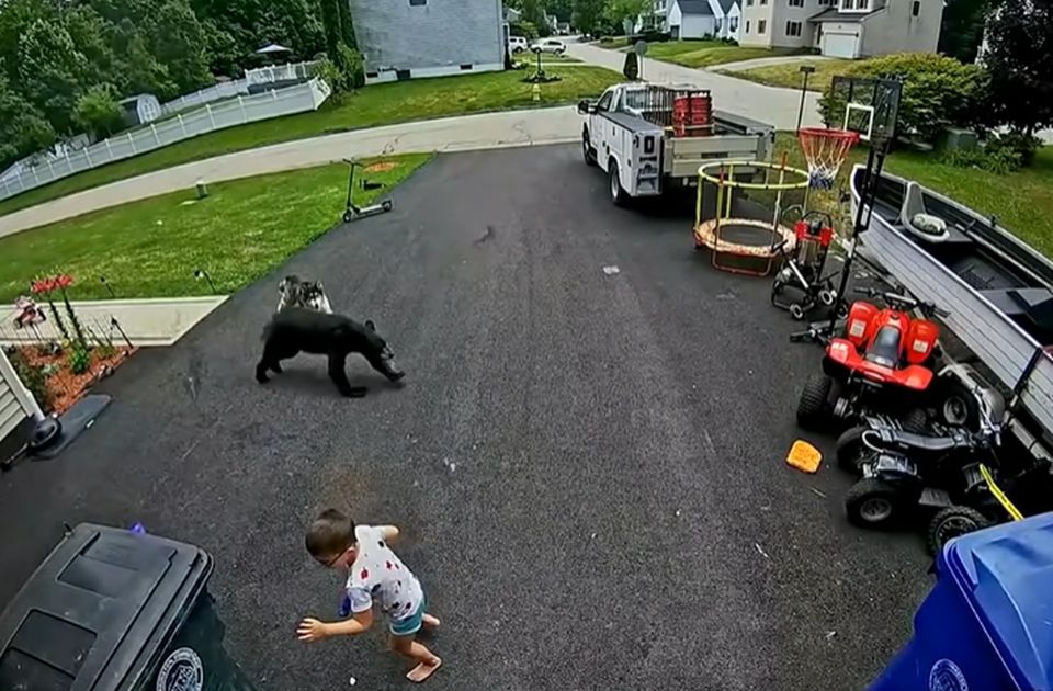 VIDEO: Porodični pas odbranio dečaka od malog medveda