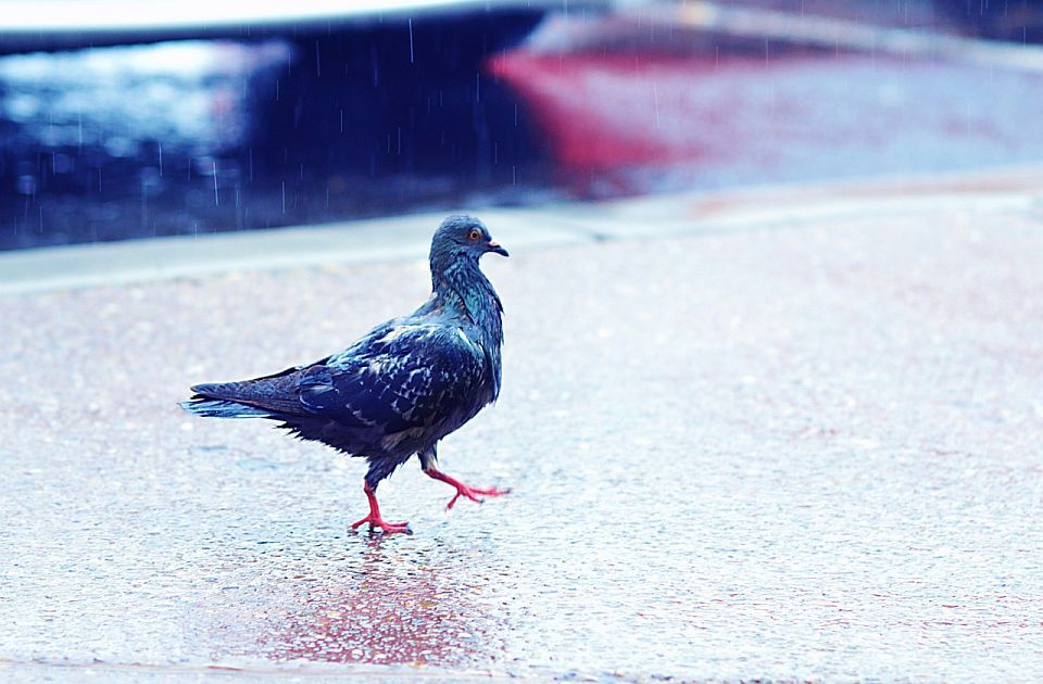 I sutra tmurno u Novom Sadu, moguća je kiša