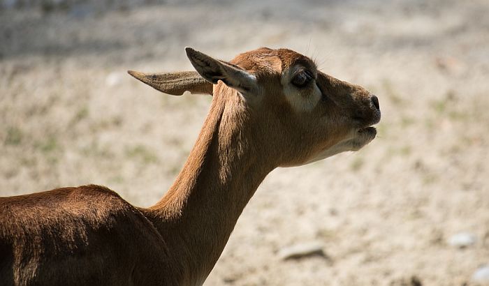 Policija upozorila Britance zbog bega antilope iz Zoološkog vrta