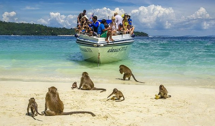VIDEO: Prijateljski nastrojeni majmuni dočekuju turiste na tajlandskom ostrvu