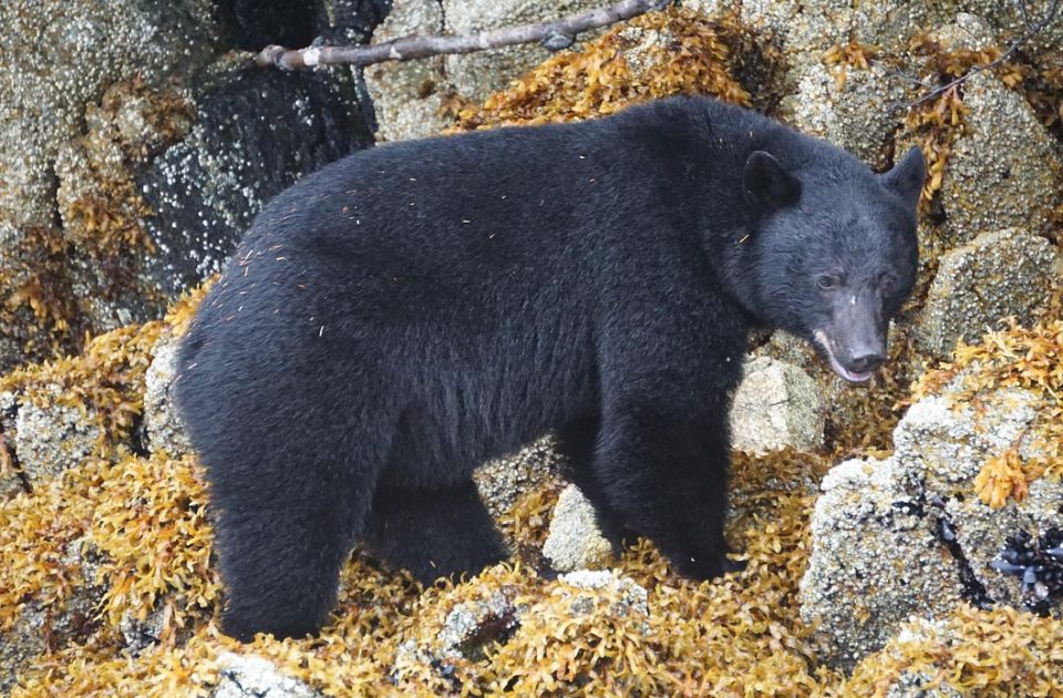 Mečka crnog medveda u Koloradu napala muškarca: Ogrebala ga po ruci