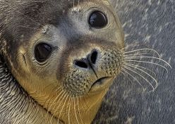 VIDEO: Prvi put snimljeno kako foke tapšu pod vodom