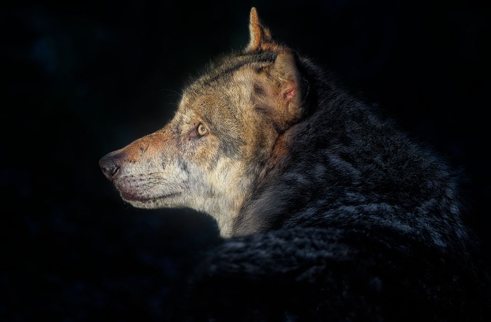 Finska u 2026. ponovo odobrava lov na vukove