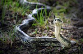 FOTO: Veterinari iz želuca zmije izvukli ručku menjača