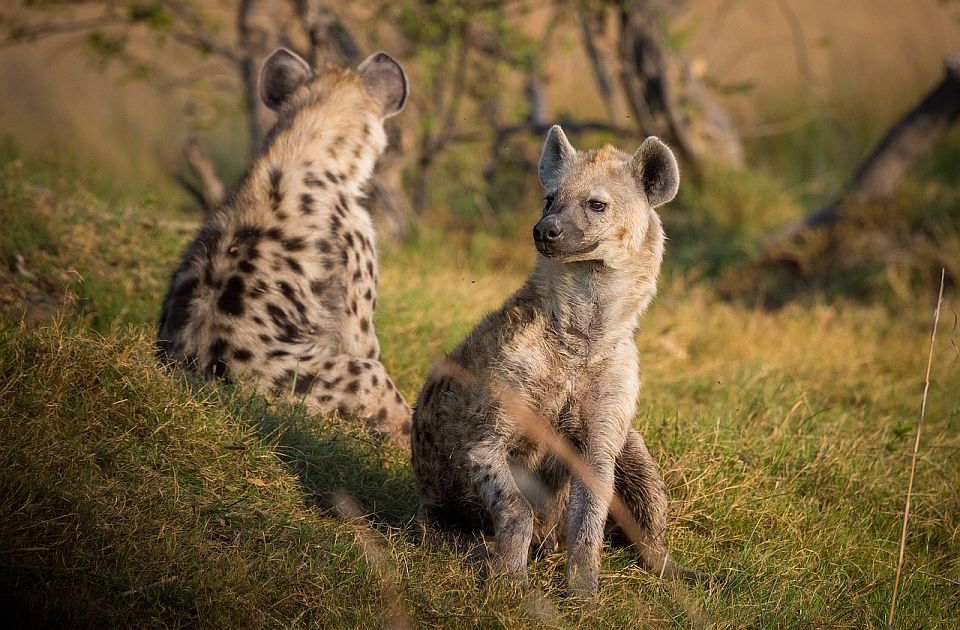 Jedna osoba ubijena, još dve povređene u napadu hijena u Najrobiju