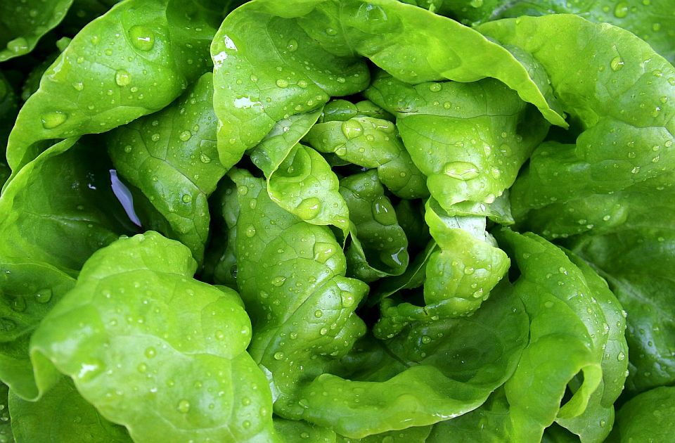Salata uzgojena u svemiru mogla bi biti opasna po zdravlje