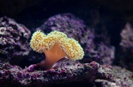 Australija ulaže 630 miliona evra u spasavanje Velikog koralnog grebena