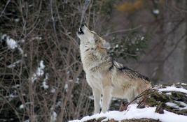 U lov na vuka u Blacu krenulo 400 lovaca
