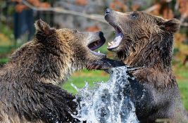 Dva smeđa medveda eutanazirana nakon bega iz zoo vrta