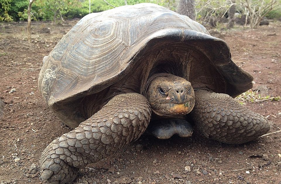 Kornjača sa Galapagosa pronađena živa, smatralo se da je izumrla pre 115 godina