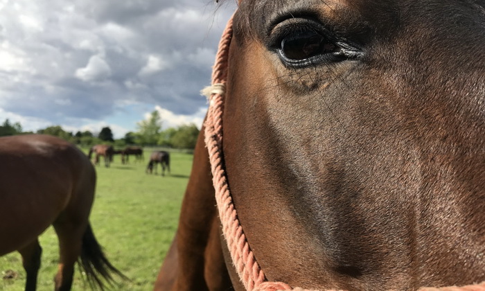 Turistički biseri Vojvodine (2): Konji Karađorđeva