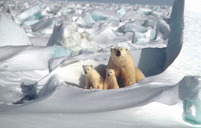 Polarni medvedi će izumreti za 40 godina