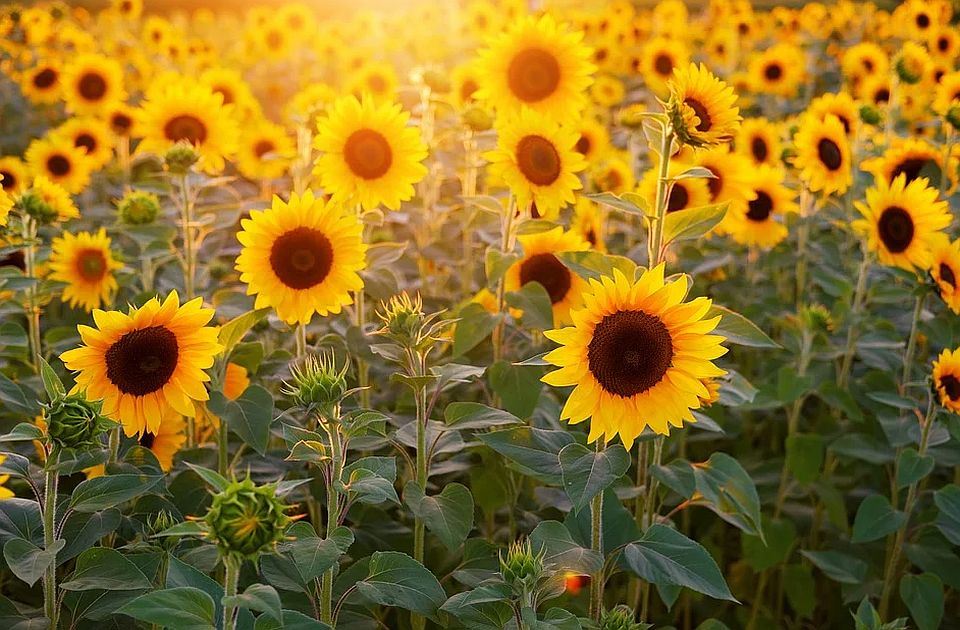 U Srbiji na snazi narandžasti meteo-alarm, temperatura i do 38 stepeni