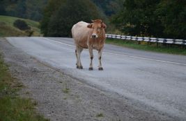 Motociklista poginuo nakon sudara sa kravom u blizini Sente