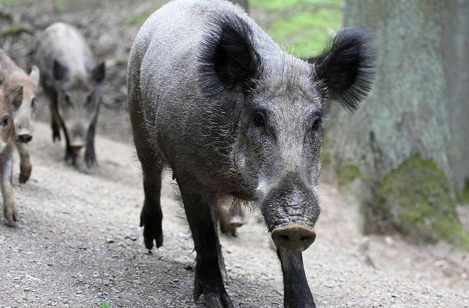 Krdo divljih svinja napravilo haos na autoputu u Nemačkoj