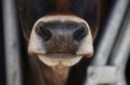 Stočari traže veće subvencije na krave i junice: U suprotnom slede 