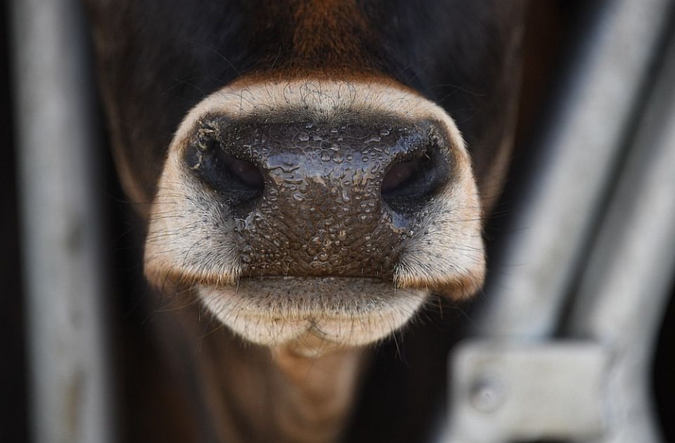 Stočari traže veće subvencije na krave i junice: U suprotnom slede "radikalne mere" 