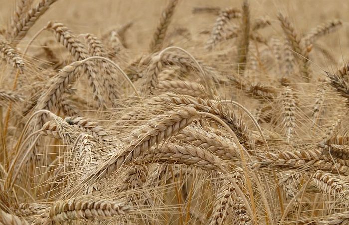 Zbog nekvalitetne pšenice, Srbija će uvoziti žito iz Mađarske