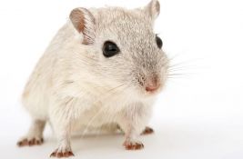 Najstariji miš na svetu ima čak devet godina - i čeka priznanje Ginisove knjige rekorda