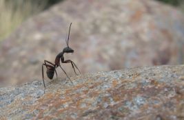 Mravi mogu 