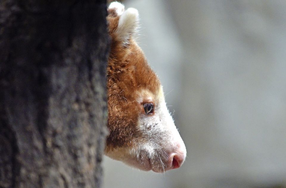 VIDEO: Beba ugroženog kengura došla na svet u britanskom zoo vrtu