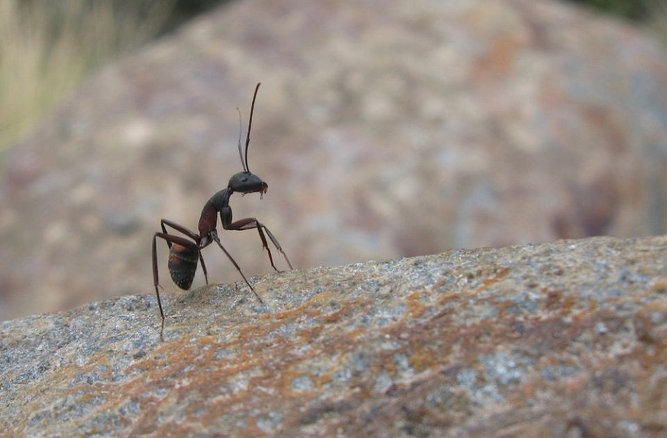 Mravi mogu "namirisati" tumor u uzorku urina