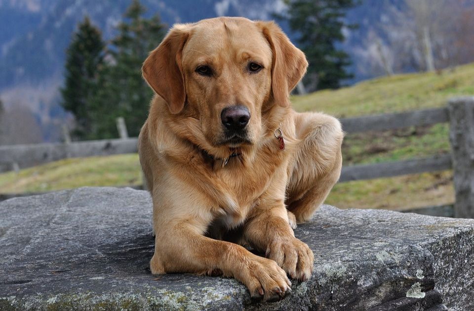 Labrador Koko izlečen od alkoholizma