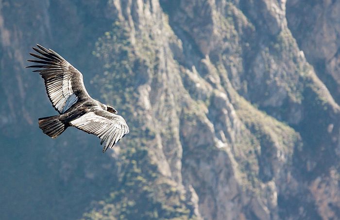 Andski kondori lete i 170 kilometara bez jednog pokreta krila
