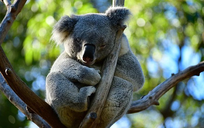 Polemika oko toga da li su koale zaista funkcionalno izumrle