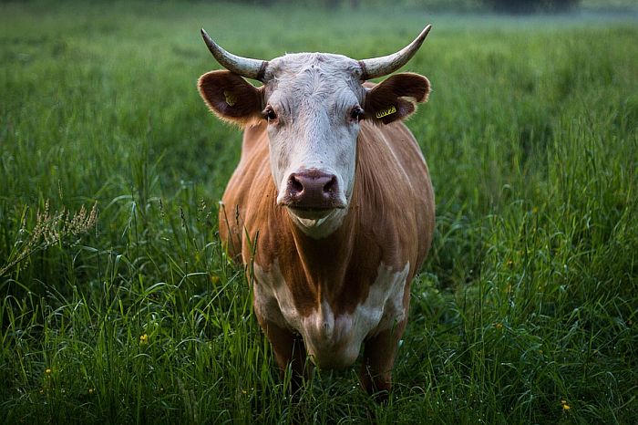 Farmer mora da plati 8.000 evra odštete zbog smrada svojih krava