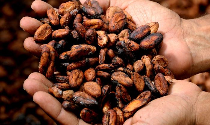 Ljudi koristili kakao još pre 5.400 godina