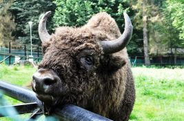Kanada seli 40 šumskih bizona u Aljasku kako bi se spasila vrsta