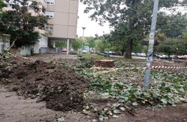 FOTO: Posečeno veliko drvo na Limanu, nadležni kažu da je bilo nebezbedno i da će posaditi novo