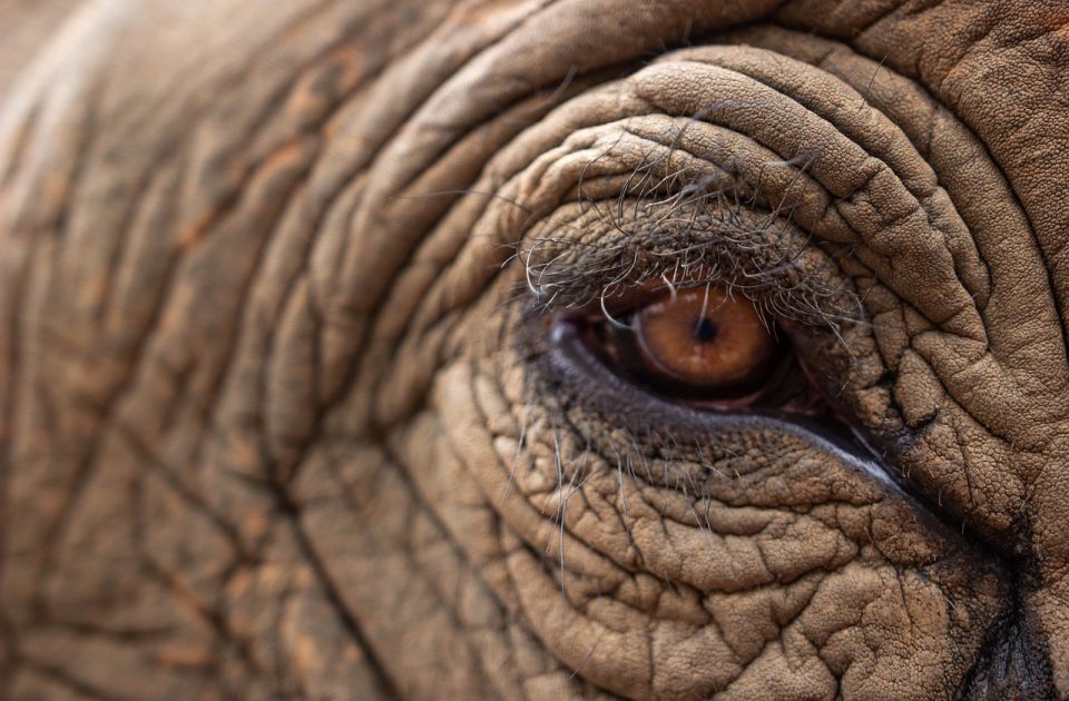 VIDEO Nakon 30 godina u zoo vrtu: Slonica stigla u svoj novi dom - brazilsku prašumu