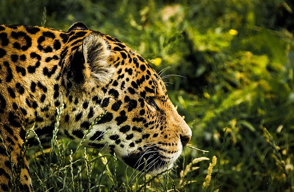 U Argentini rođeni prvi divlji jaguari posle 70 godina