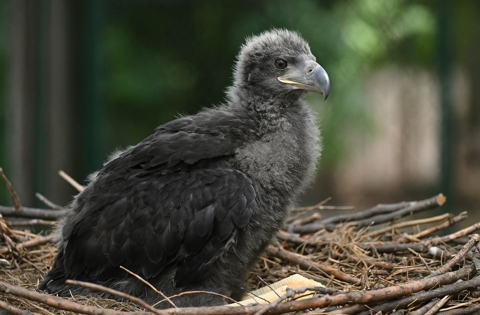 VIDEO: Mladunče beloglavog orla u ruskom zoološkom vrtu dobilo ime po Trampu 