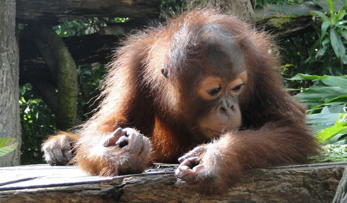 Naučnici otkrili da mali orangutani sisaju najmanje osam godina