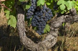 Imaju previše vina: Australijski farmeri uništavaju milione čokota vinove loze 