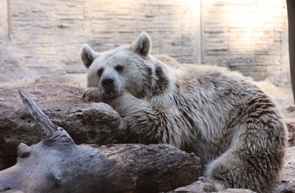 Medvedi u zoo vrtu u Finskoj spavali samo šest nedelja