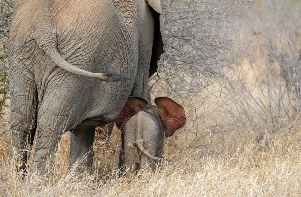 Dokazano da slonovi sahranjuju svoje mladunce i oplakuju ih