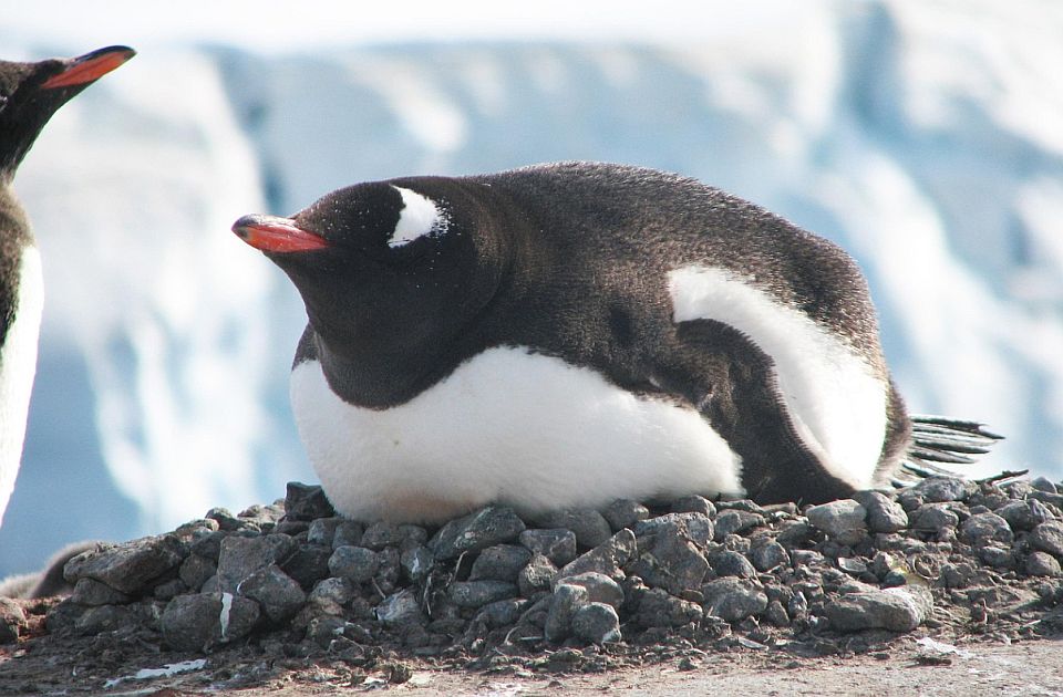 Antarktik sve topliji, pa se pingvini pare sve ranije
