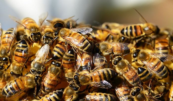 Hiljade pčela uginulo u Sremu, slučaj neprijavljen zbog troškova analize