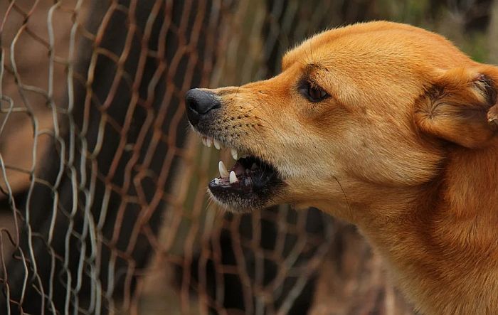Pas izujedao sedam osoba u Jagodini, krivična prijava protiv vlasnice