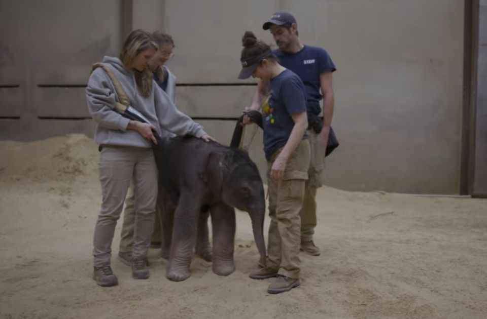 VIDEO Prvi put u 25 godina: U Zoo vrtu u Vašingtonu rođena prva azijska slonica 