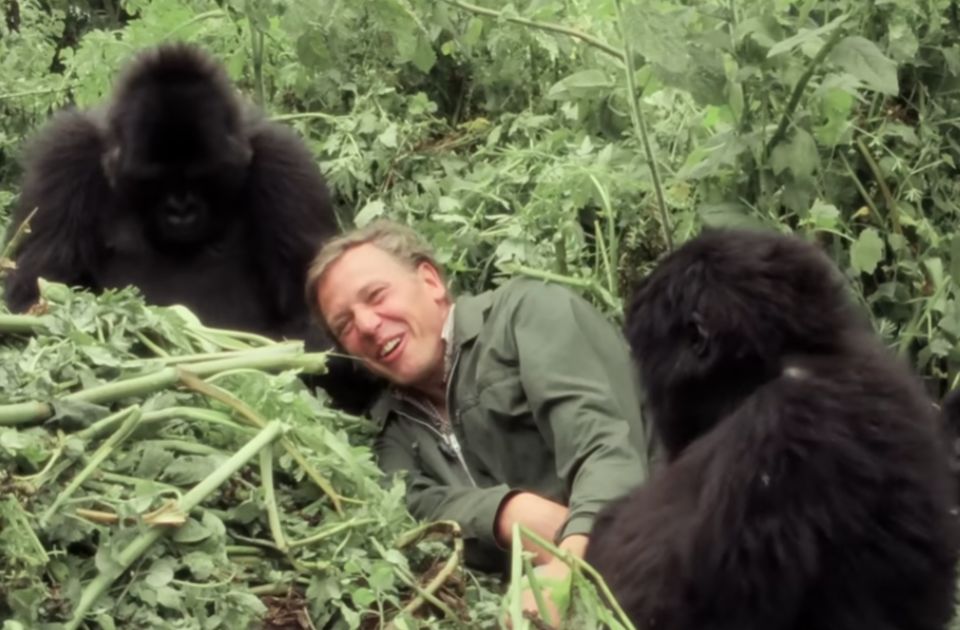 VIDEO: Film Dejvida Atenboroa o gorilama priča o retkom uspehu očuvanja životinjske vrste