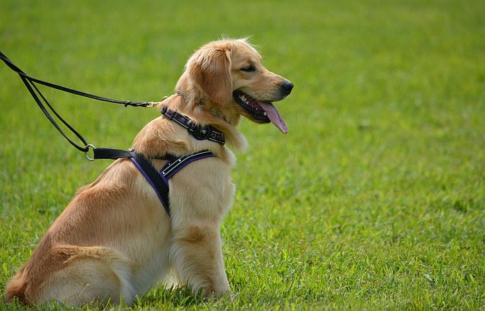 Labrador retiriveri i dalje najpopularniji u SAD