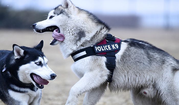 Policijski psi u Madridu dobijaju muzičku terapiju